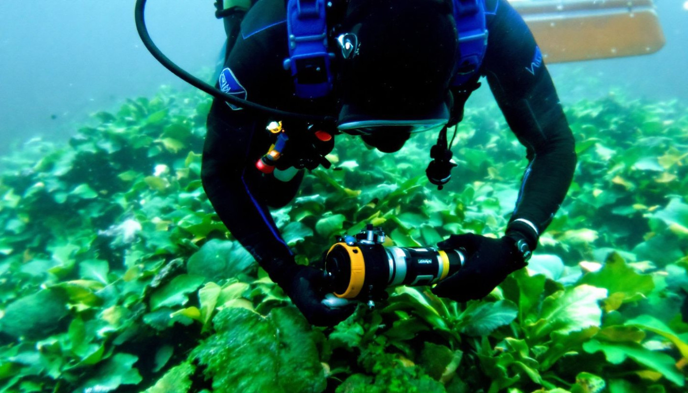 Comment se préparer à une rencontre avec des requins lors de plongées sous-marines